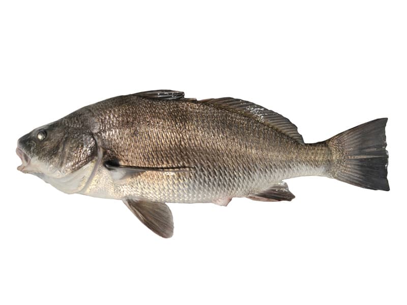 Black Croaker