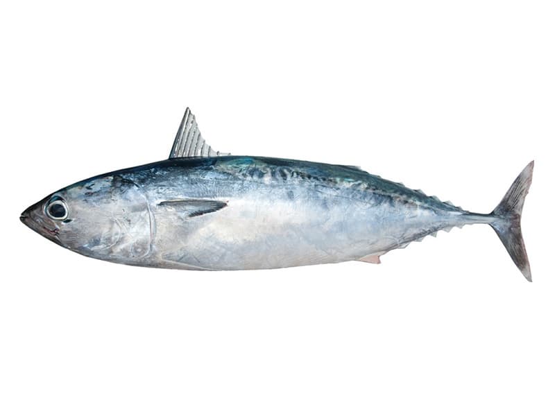 Bullet Tuna