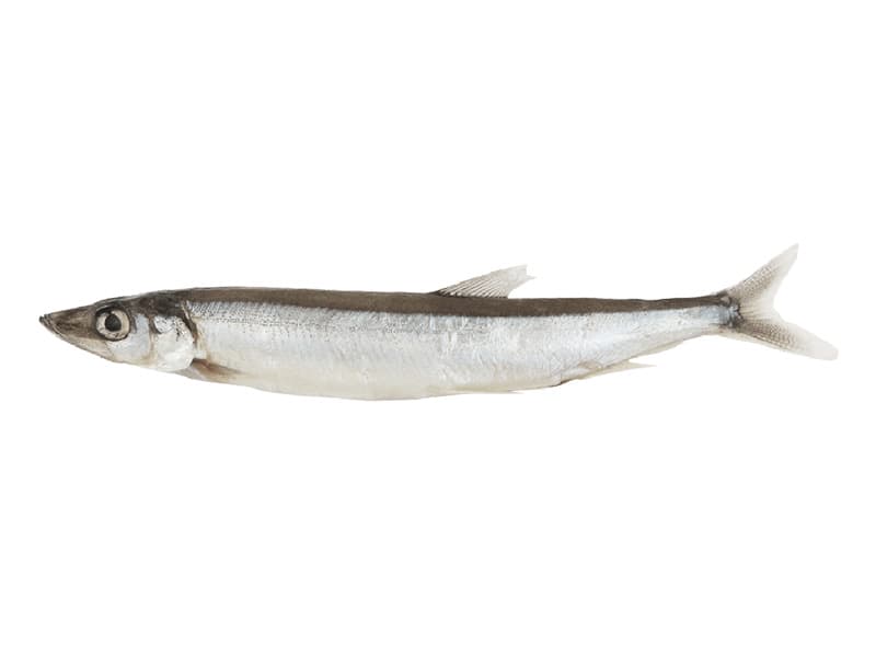 Capelin