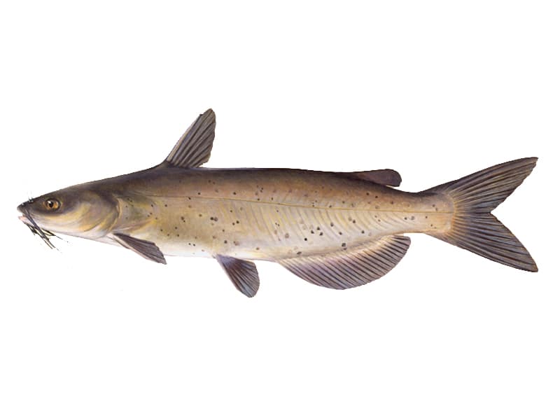 Catfish