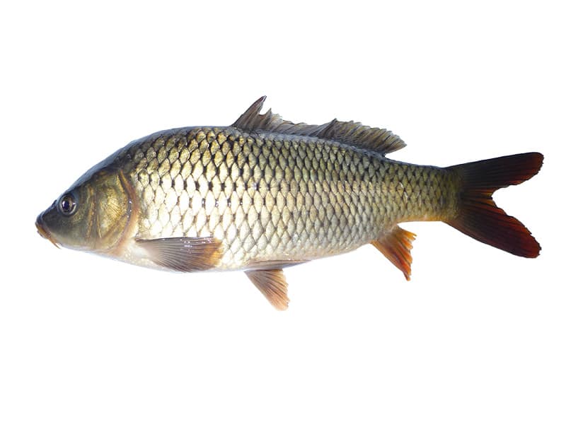Golden Carp