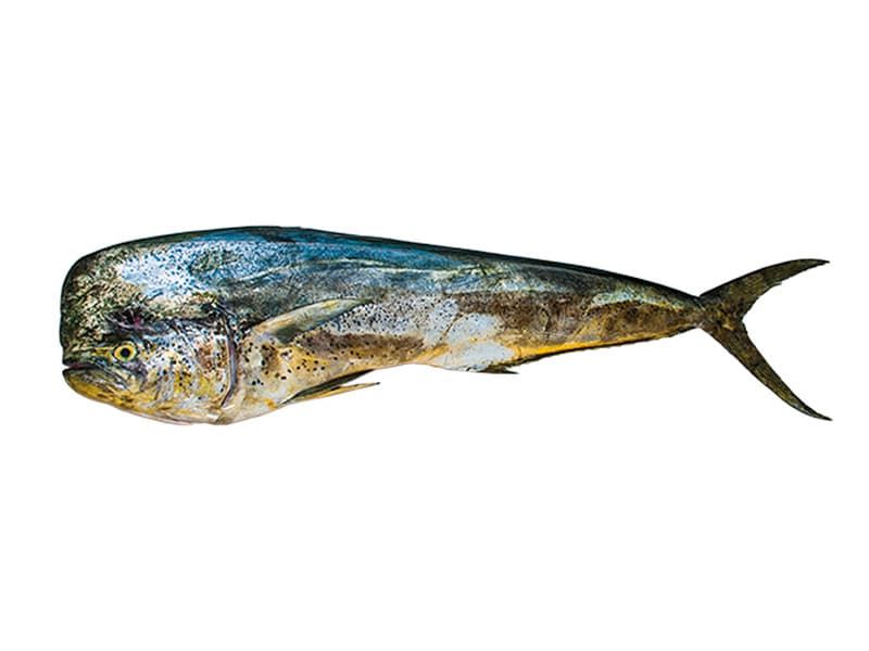 Mahi Mahi