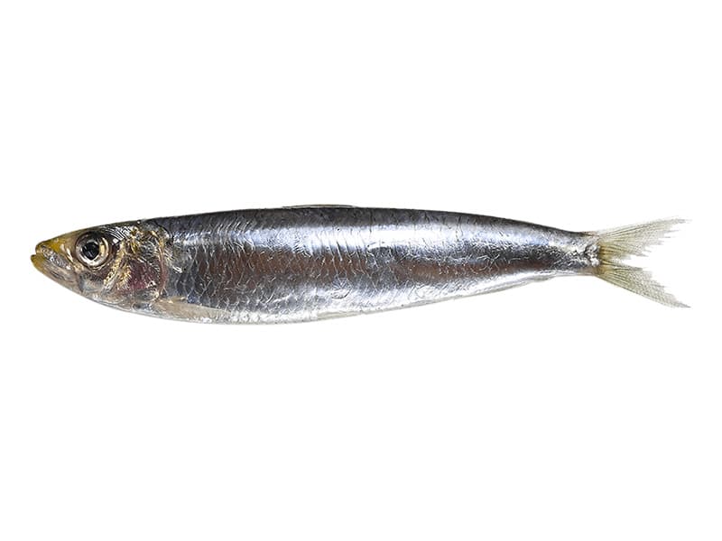 Peruvian Anchoveta