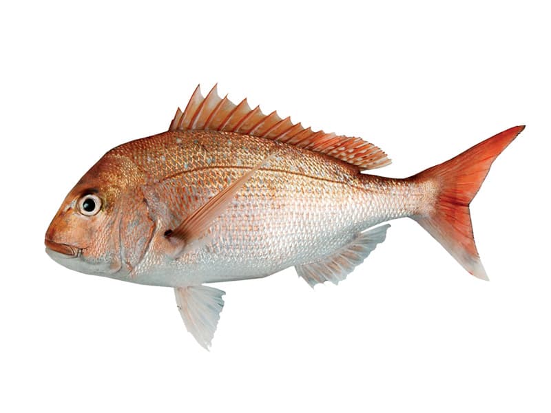 Red Porgy