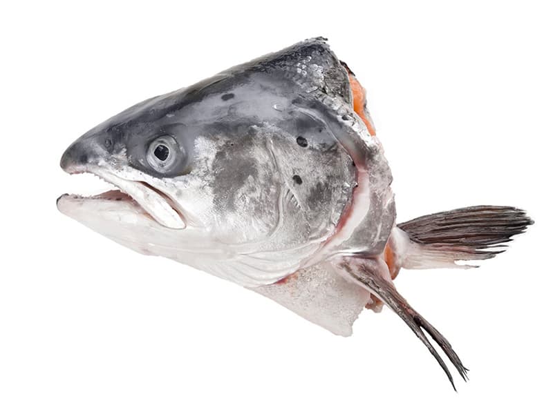 Salmon Head