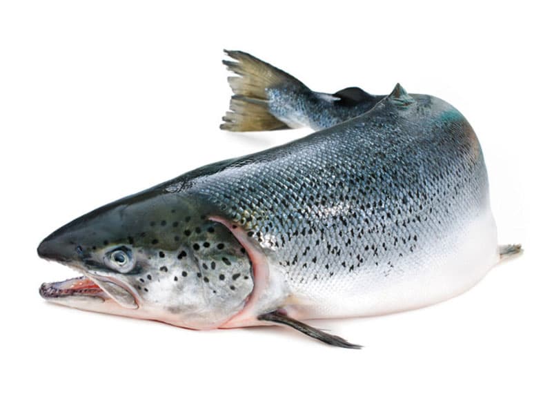 Salmon Whole Round