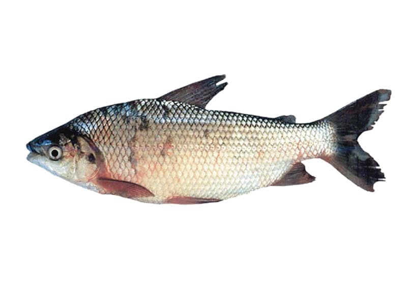 Shad Fish