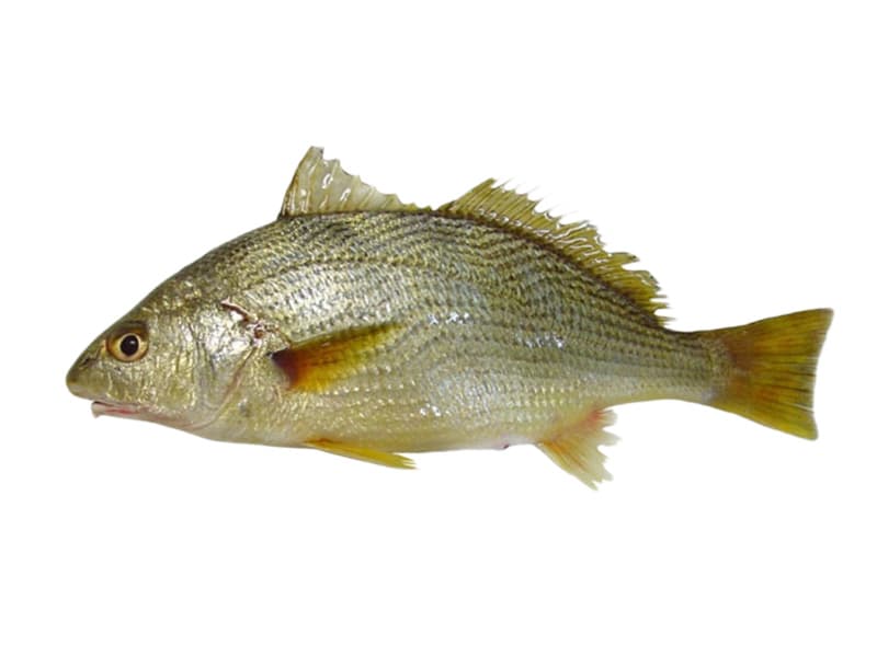 White Croaker